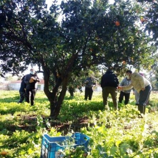 Φωτογραφία από το Εργαστήριο Κηπουρικής της Παμμακάριστου.