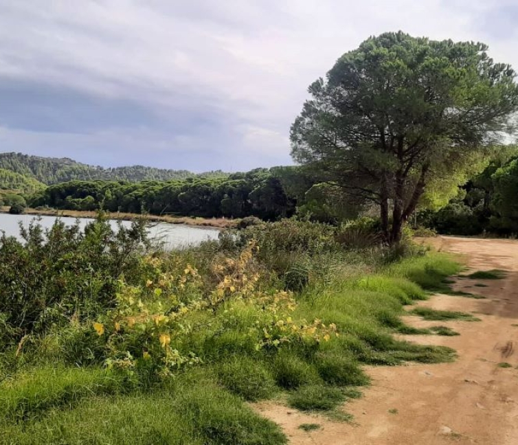 Αυτή είναι η σημερινή εικόνα της διαδρομής στην λιμνοθάλασσα της Στροφυλιάς, η οποία θα συμπληρωθεί με ξύλινο ντεκ, για πιο εύκολη κύλιση των αναπηρικών αμαξιδίων.